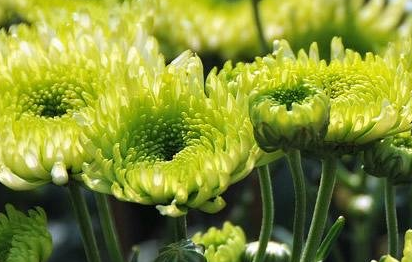 《拨不断·菊花开》的写作背景是什么？该怎样去理解呢？