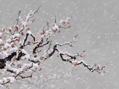 北宋词人周邦彦《菩萨蛮·梅雪》原文、译文及赏析