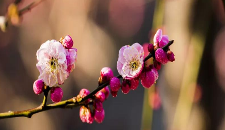 被誉为写“梅花”千古绝唱：林逋《山园小梅》赏析