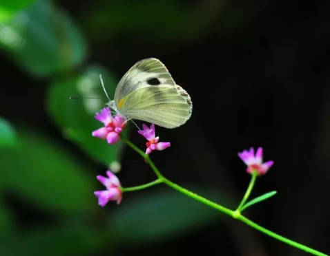 苏轼的经典写景词：赏析《蝶恋花·春景》