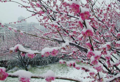 《春雪》唐代东方虬所作，描绘了怎样的画面？