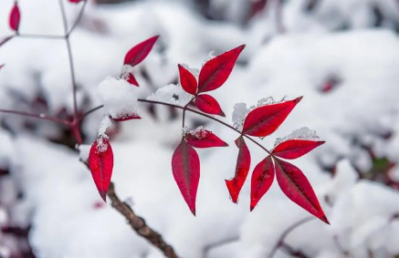 盘点八首关于雪的诗作，诗人描绘了冬天最独特的美丽