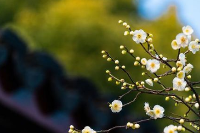 白居易所作的《春词》，表现了封建社会女性对自由幸福快乐的渴望与追求