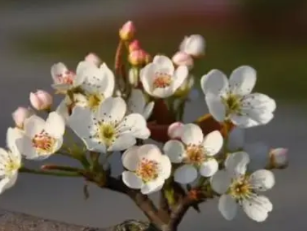 韩愈所作的《闻梨花发赠刘师命》，先写惜花再写友情，以惜花托友情