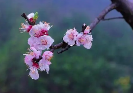 王安石所作的《杏花》，用比喻的手法展现杏花娇娆的倒影